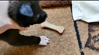 Приучаем Собаку-кусаку грызть косточку🐕‍🦺🍖