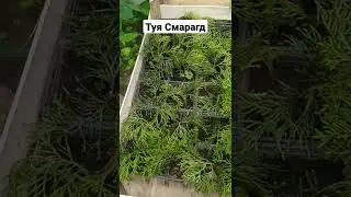 ✅Туя Смарагд Разведение | Размножение Туи Черенками | Часть 1