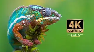 The Astonishing Beauty of Nature | FHD 60FPS