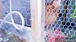 GALLINERO CASERO
