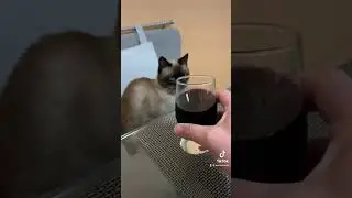 No-no-no, I won't drink!
