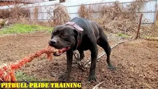 PITBULL PRIDE TRAINING