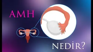 AMH Nedir?