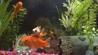 My 30 Gallon Goldfish Aquarium Update #3 December 30, 2009