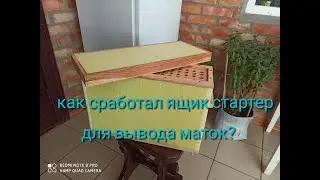 Как сработал ящик-стартер для вывода маток ?