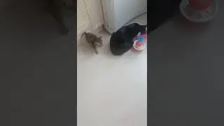Котенок и дядя Барсик