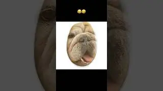 Ladies and gentlemen…a bulldog’s life…😂 #bulldog #fyp #cute #shorts #funny #pets #potato