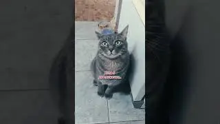 КОТИК. КНЯЗЬ СОПЛЯ. СМЕШНЫЕ КОТЫ. МИХАЛЫЧ И ФАРШики 