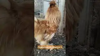 Рыжий петух Ред Батлер не сдается) 