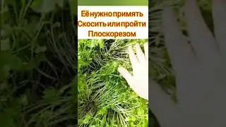 Вечный спор:Перекапывать или не перекапывать Сидераты.