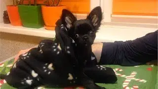 🌀 HOW TO TAPE A PUPPY'S EARS