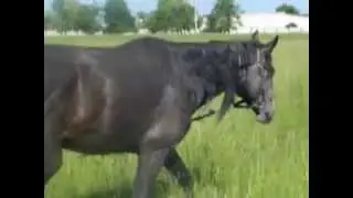 Где твой конь?!("Радиодым")
