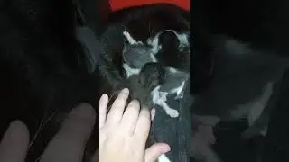Наши котята  🐱🐈 Сегодня ровно неделя 🤗