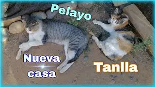 Pelayo y Tanlla exploran nueva casa 🏠