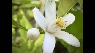 Bitter Orange Blossoms (Neroli Oil)  Create Yourself Designer Frequency, Stress Relief and More
