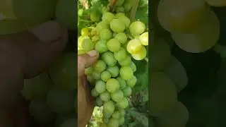 Виноград Ланд Крузер.