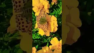 Волшебство природы