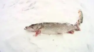 Мандрино