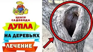 ДУПЛА НА ДЕРЕВЬЯХ: чем опасно и как помочь дереву. ЧТО ДЕЛАТЬ?