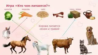 "Домашние животные"