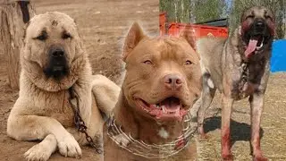 10 DOGS STRONGER THAN A PITBULL