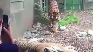 ДИКИЕ ЖИВОТНЫЕ ЗА СТЕКЛОМ