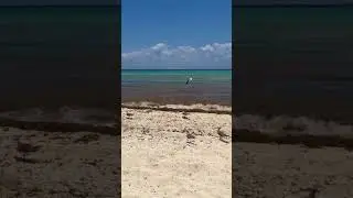 Summer Paradise: Vacations by the Caribbean Sea #seagulls #algae