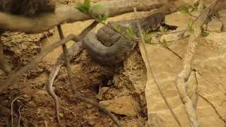 venomous Snake - Macrovipera Lebetina - გიურზა - ყვარელი, ნეკრესი
