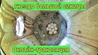 #онлайн_трансляция