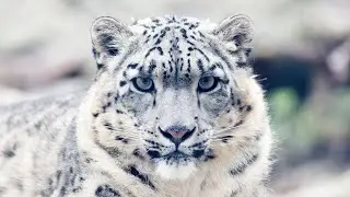 The Future of the Snow Leopard: What Awaits This Majestic Predator?