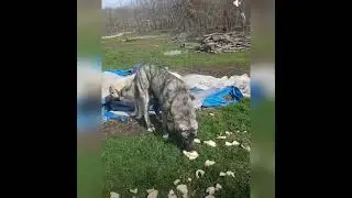 🐶 köpek 🌹
