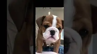 Funniest Doggos pt 2||you can’t help but laugh😅 #shorts #funny  #trending