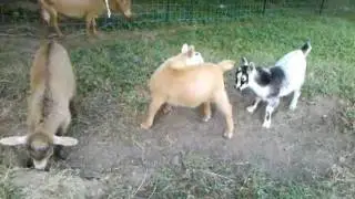 Just the average day for a baby goat