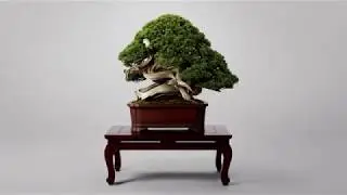 OMIYA BONSAI Guide