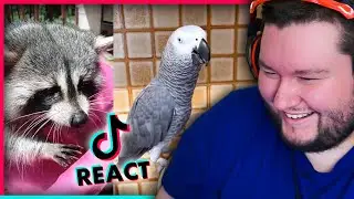 Pet Tiktoks Are The Best Tiktoks