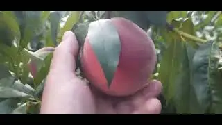 @персик"Азоріт пізній"