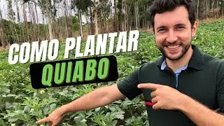 Como plantar quiabo, passo a passo