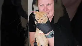 Intake of our newest rescue kittens #cat #rescuekitty #kittenrescue #kitten