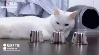 Cute cat moments on TikTok | Douyin | Musically