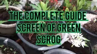 A Complete Guide To Building A Screen of Green. Scrog to Maximizing Cannabis Flowering Yeilds