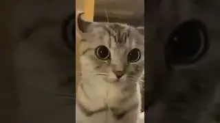 котик стал дьяволом