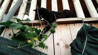 Выращиваю спаржу. Моя спаржа на второй год.