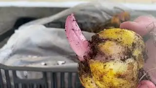 Состояние луковиц в ящиках на 16марта. Первая посылка в этом сезоне.