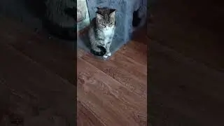 Котики играются.