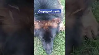 #тимасветлогорских
