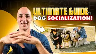 How to Socialize Your Dog: The Complete Guide