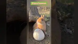 hewan aja akrab, masa kita manusia enggak?? #shortvideo #viral #funny