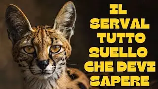 🐾The Serval: everything you need to know! 🐾
