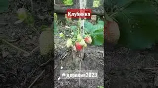 Клубника