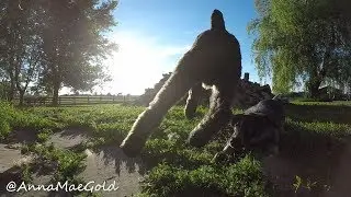 firewood and puppies